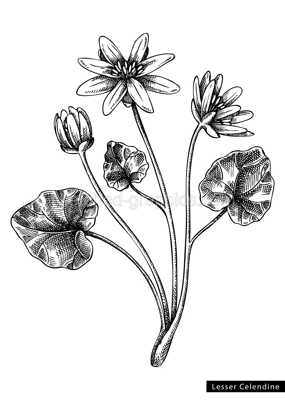 Lesser celandine  flower sketch in engraved style. Floral branch with buds and leaves. Black contoured buttercup. Botanical vector illustration of spring woodland plant isolated on white background Illustration